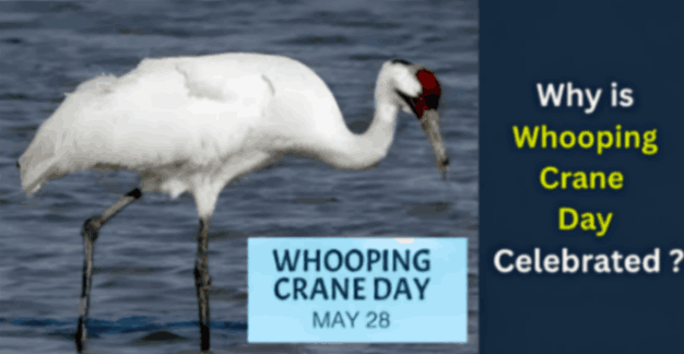 Whooping Crane Day