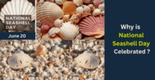 National Seashell Day