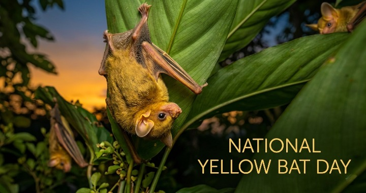 🟡 National Yellow Bat Day 2026 – Powerful Truths